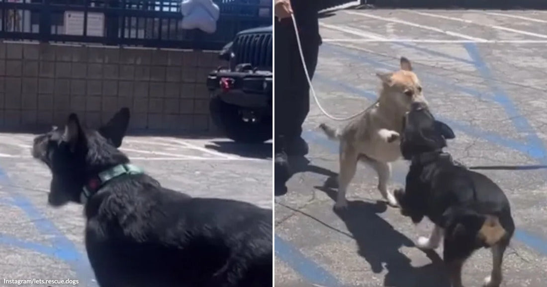 Side-by-side images show a black mother dog arriving and sharing an affectionate reunion with her tan puppy.