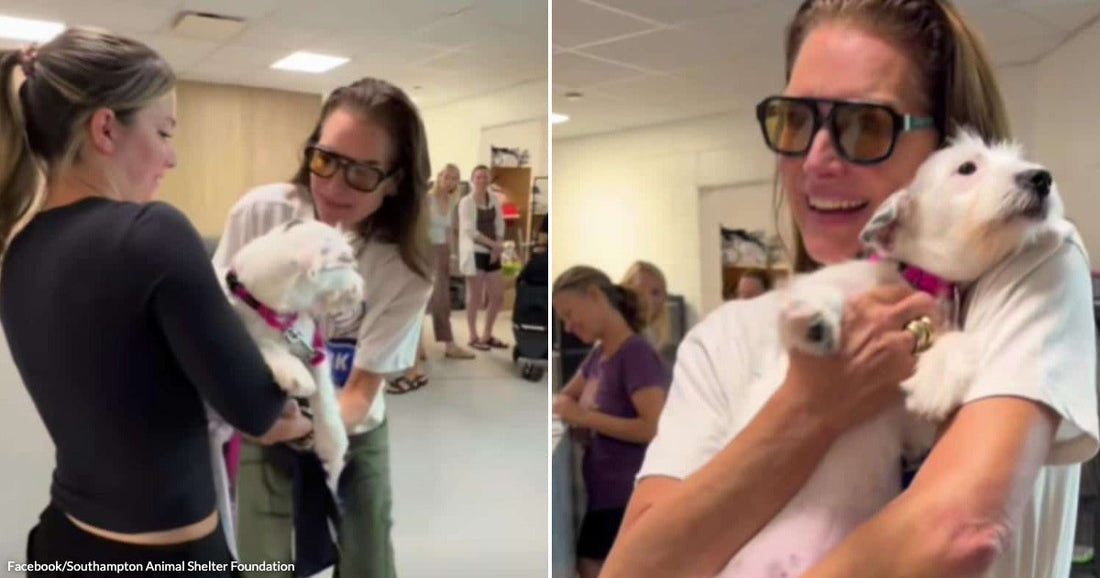On the left, two women exchange a small white dog in an indoor space; on the right, a woman with sunglasses laughs while a white puppy licks her face.