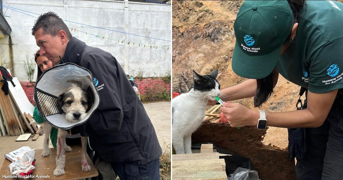 Rescue workers treat a small dog wearing a protective cone on a table in an outdoor area. Volunteer in Humane World for Animals gear gently feeds medicine to a black-and-white cat outdoors.