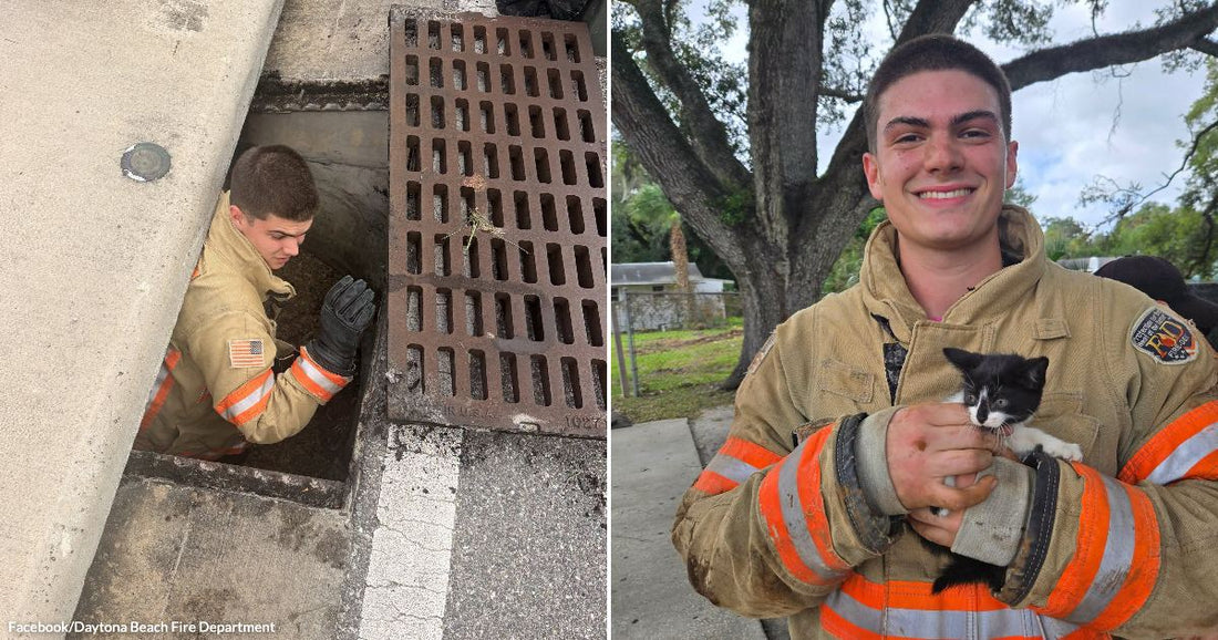Kitten Cries From Deep Inside a Storm Drain Until Firefighters Finally Find Her