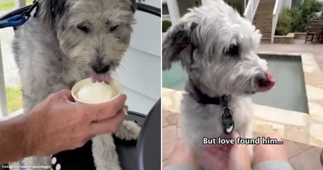 On the left, a fluffy gray dog licks ice cream from a small cup held by a person's hand on a porch; on the right, the same dog sits outdoors.