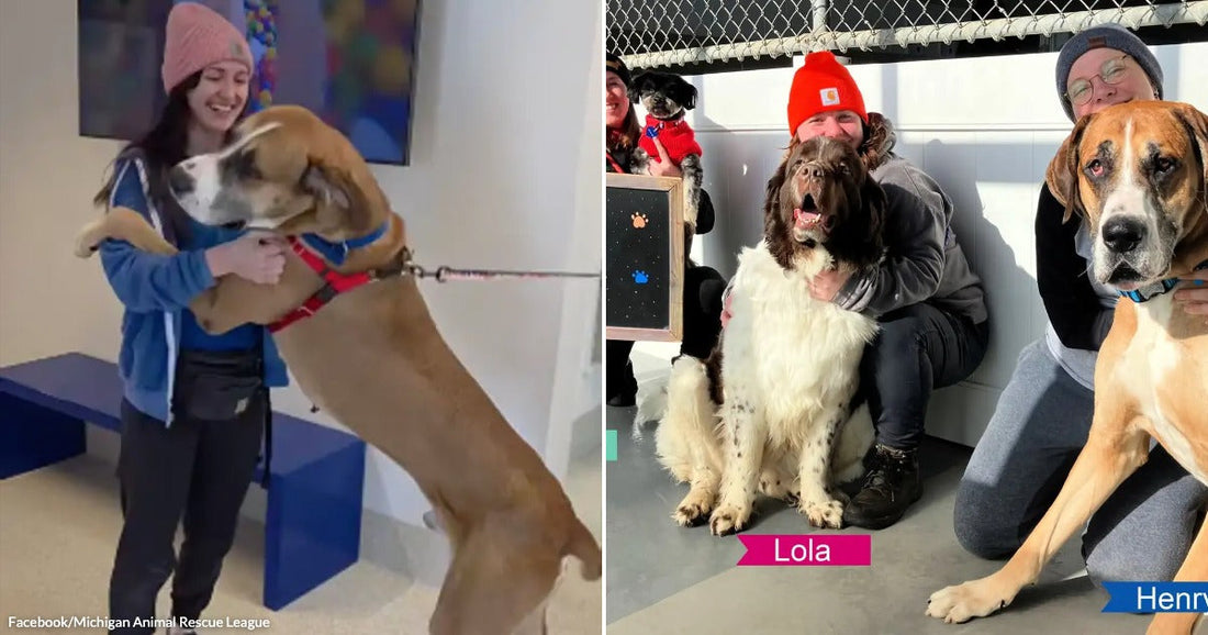 Woman in a beanie smiling as a large Great Dane stands on its hind legs to hug her inside a shelter. Group of shelter staff posing with three dogs labeled Snoopy, Lola, and Henry, smiling together indoors.