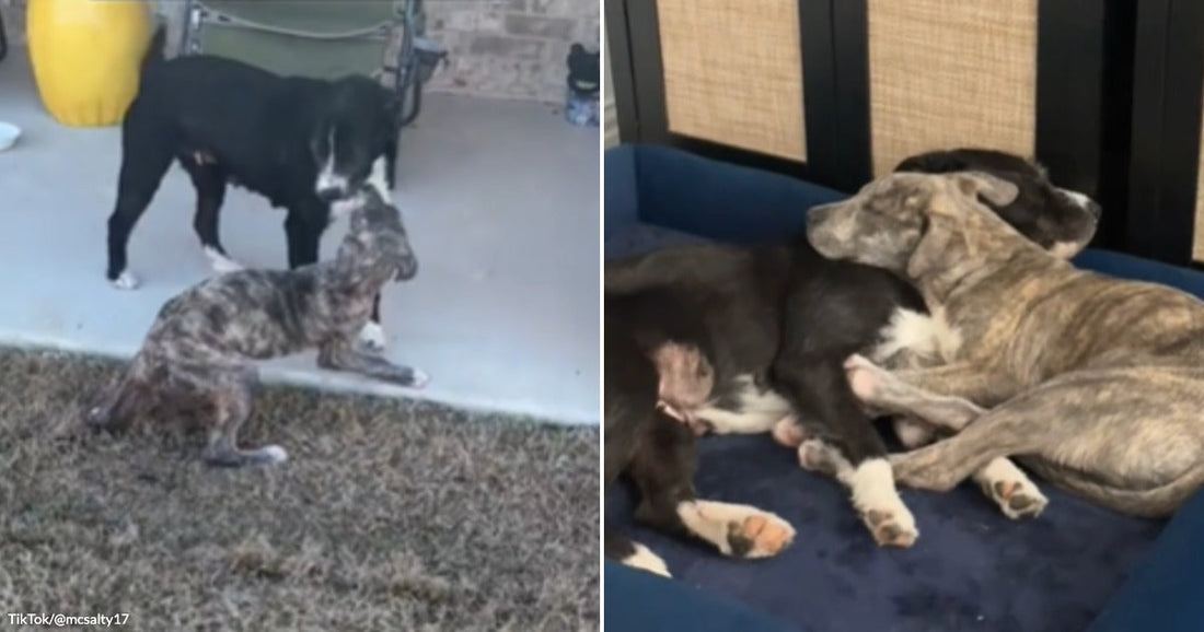 Side-by-side images show a brindle puppy greeting its black mother dog and later cuddling with her on a bed.