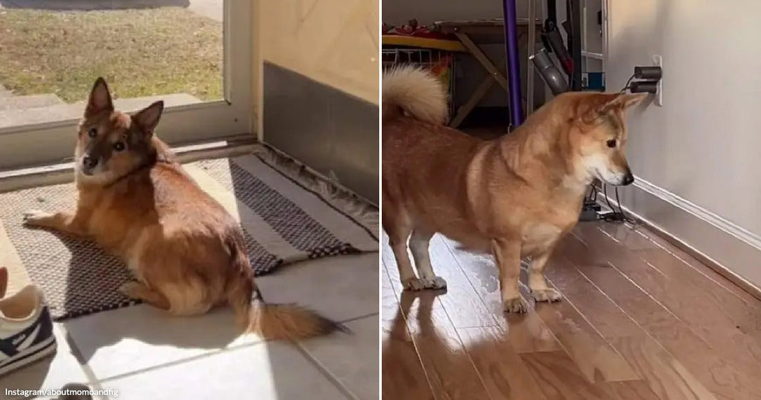 On the left, a reddish-brown dog sits on a rug by a sliding glass door; on the right, the same dog stands on hardwood flooring near a wall indoors.