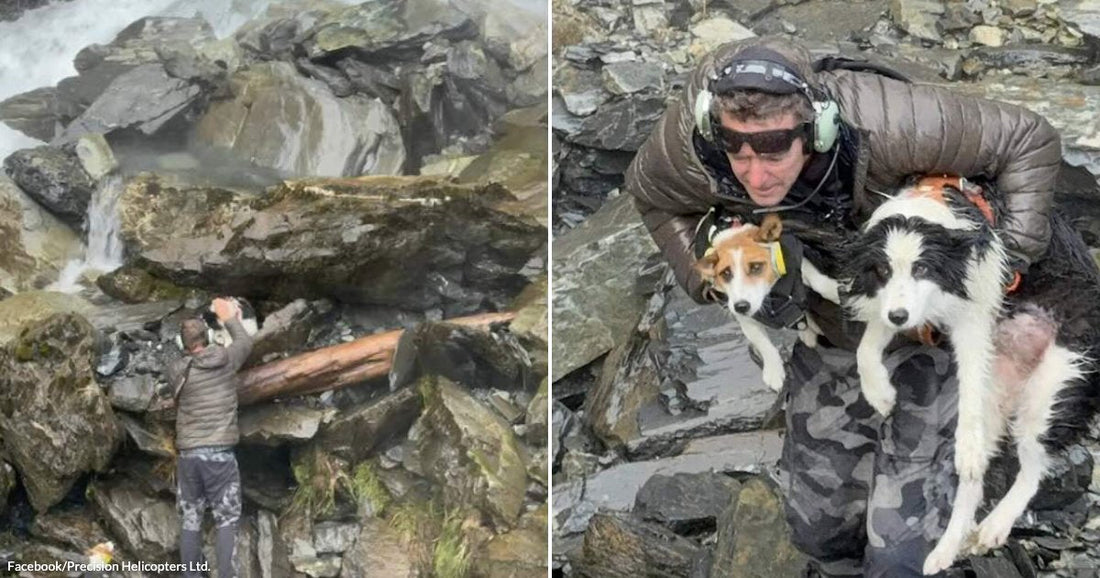 Split image: man reaching toward a dog among rocks beside a waterfall, and rescuer carrying two dogs to safety across rugged terrain.
