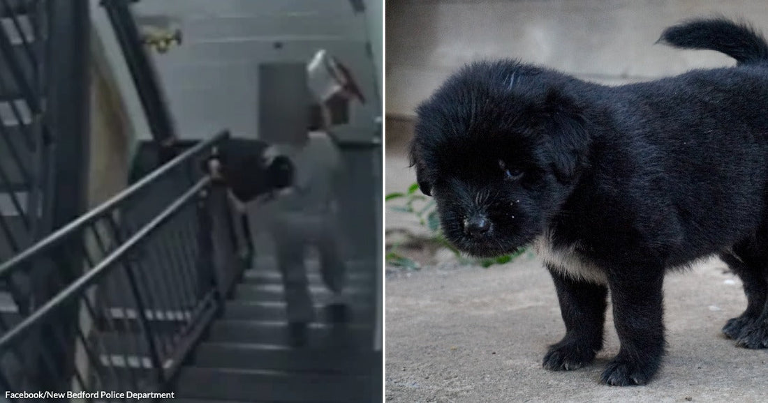 On the left, a person descends metal stairs in a brick-walled stairwell; on the right, a fluffy black puppy stands on concrete outdoors.