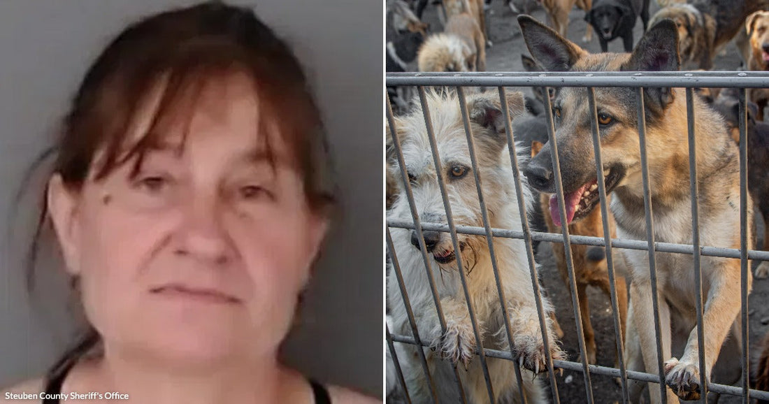 Side-by-side images show a woman’s mugshot and numerous dogs crowded behind a metal gate.