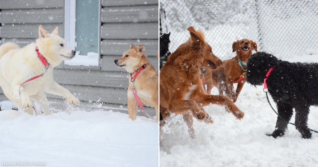 Split image: several dogs of different breeds play together in a snowy yard while a black curly-coated dog runs mid-stride with snow falling around it.