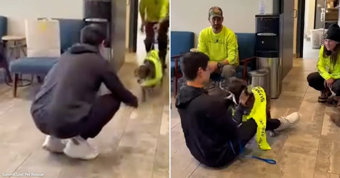 On the left, a person in a black hoodie crouches toward a small dog wearing a yellow vest in an indoor hallway; on the right, the same person sits on.