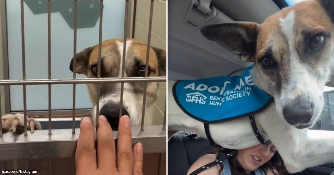 On the left, a tan and white dog presses its nose through shelter kennel bars toward an outstretched human hand; on the right, the same dog wearing an "Adopt Me".