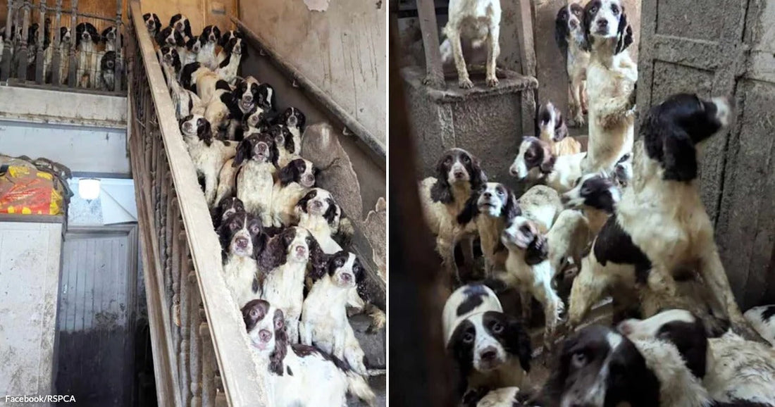 On the left, dozens of Springer Spaniels crowd a dilapidated staircase; on the right, more Spaniels are packed tightly together in a grimy, cramped stone room.