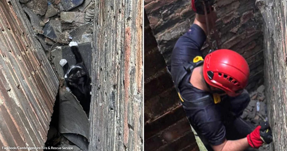 On the left, a black-and-white cat is wedged in a narrow gap between wooden walls; on the right, a person in a red helmet descends the same tight space.