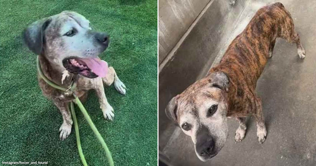 Nine-Year-Old Tyko Is Spending His Golden Years Walking Cold Shelter Hallways