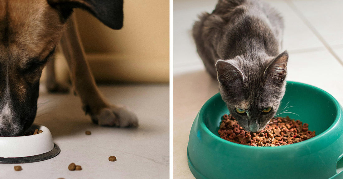 Side-by-side image of a brown dog eating kibble from a white bowl with scattered pieces on the floor and a gray cat eating dry food from a green bowl on a tiled surface.