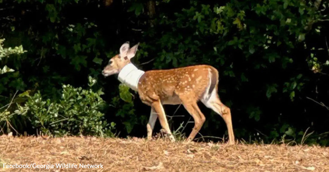 Young deer wearing a large white plastic pipe on its neck, walking along the edge of a wooded area.