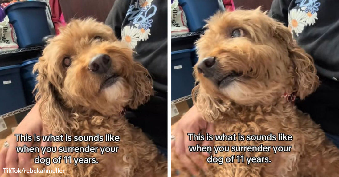 Split image of a curly brown senior dog with overlaid text about surrender and the dog looking up from someone’s lap.