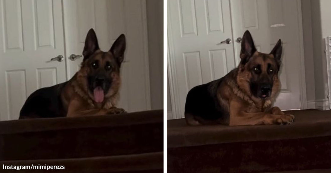 Split image of a German shepherd lying on an upstairs ledge with tongue out, then calmly watching from the same spot.
