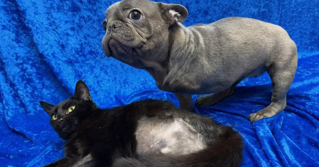 Three-Legged Puppy Finds Comfort In Kitten Who Shares Her Struggle