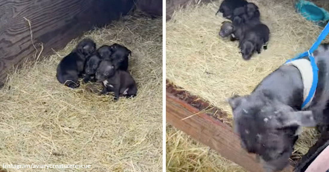 Small black puppies huddle together on straw inside a wooden pen while an adult dog in a blue harness stands nearby.