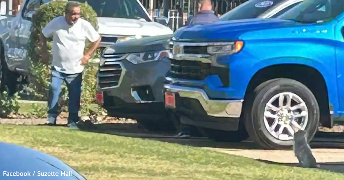 A man stands near parked cars, observing a cat on the grass.