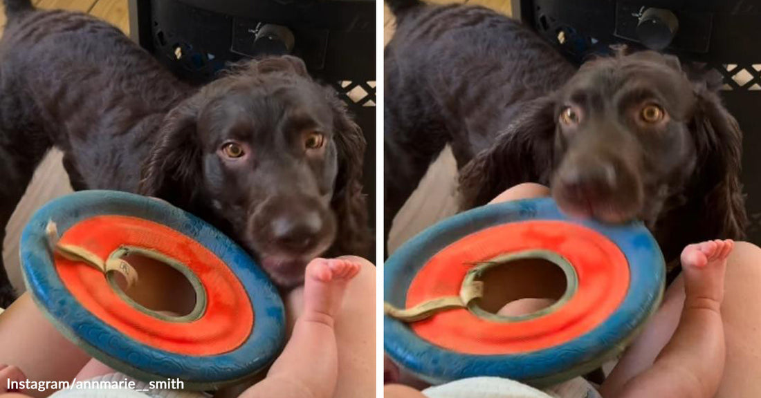 Split image of a black spaniel-like dog holding a blue-and-orange ring toy beside a baby’s feet, then looking up while presenting the toy near the baby again.