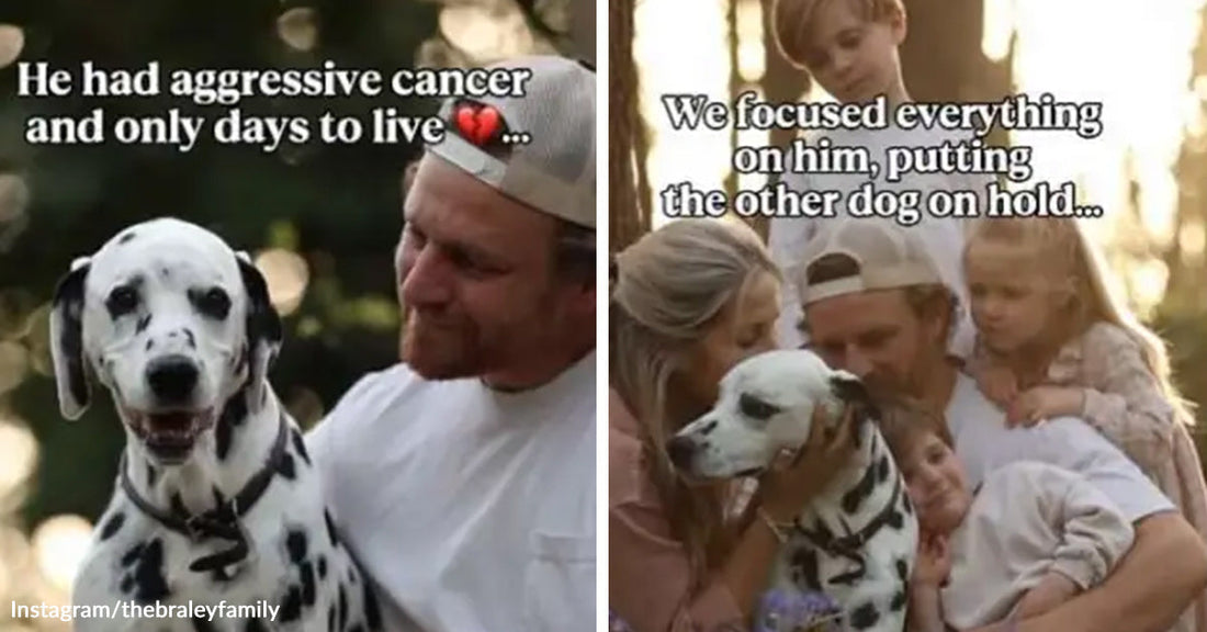 Left: A man gently holds a Dalmatian while on-screen text says the dog has aggressive cancer and only days to live. Right: A family with children gathers around and embraces a Dalmatian, with text describing focusing all attention on the dog.
