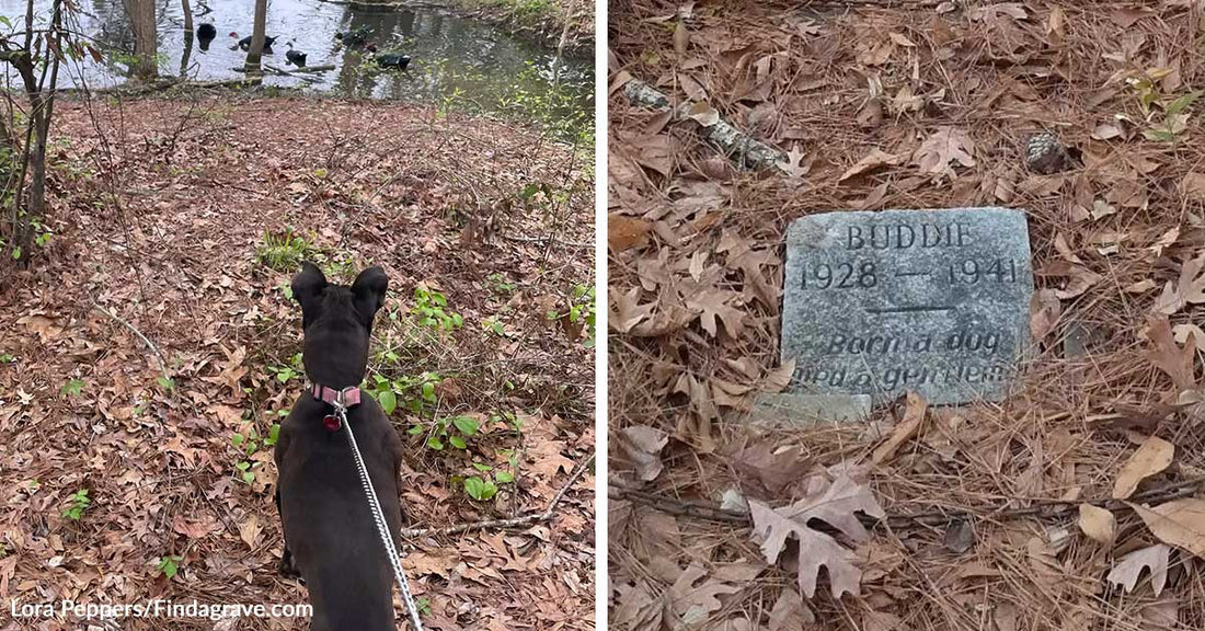 Dog on a leash standing on a leaf-covered path, looking toward a pond with ducks in the distance. Small weathered gravestone on the ground among leaves reading “Buddie 1928–1941,” marking a dog’s grave.