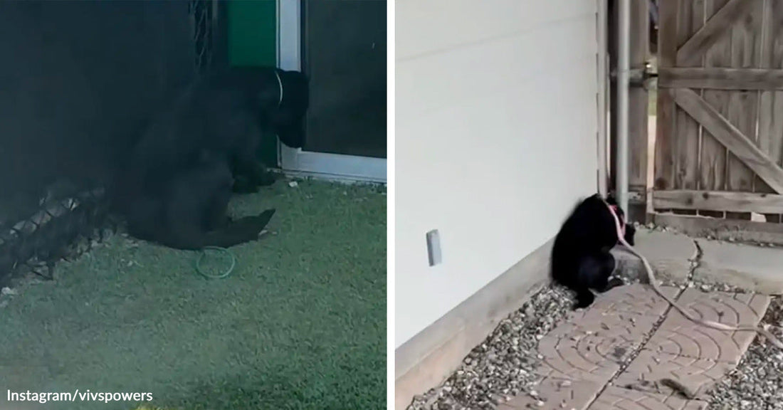Black dog sits curled in a dark corner outside near a doorway at night, then remains crouched beside a wall on a narrow path.