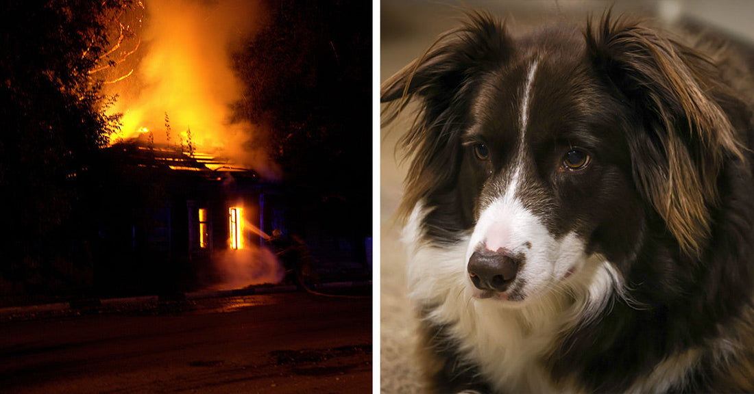 Split image of a house burning at night with flames and smoke and a close-up of a black-and-white dog looking downward.