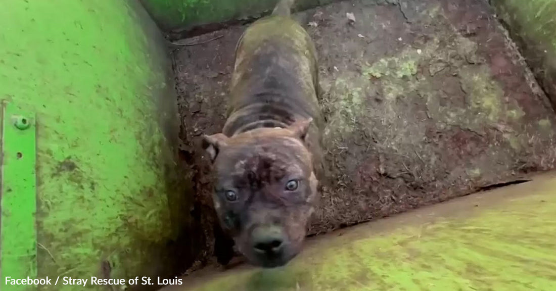 A small, distressed dog looks up from a dirty, confined space.