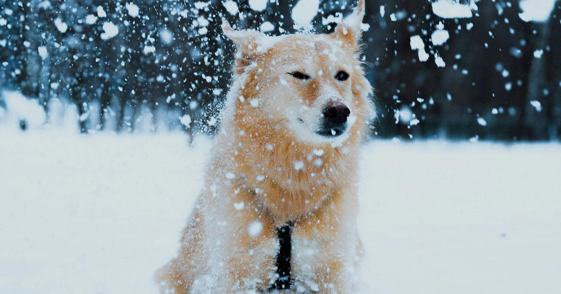 Light-colored dog sitting outdoors in heavy falling snow, with flakes covering its face and fur against a blurred winter background.