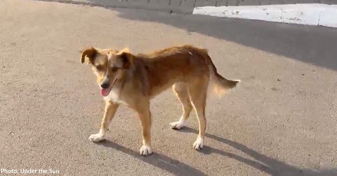 tan and white dog with tongue out looking at camera