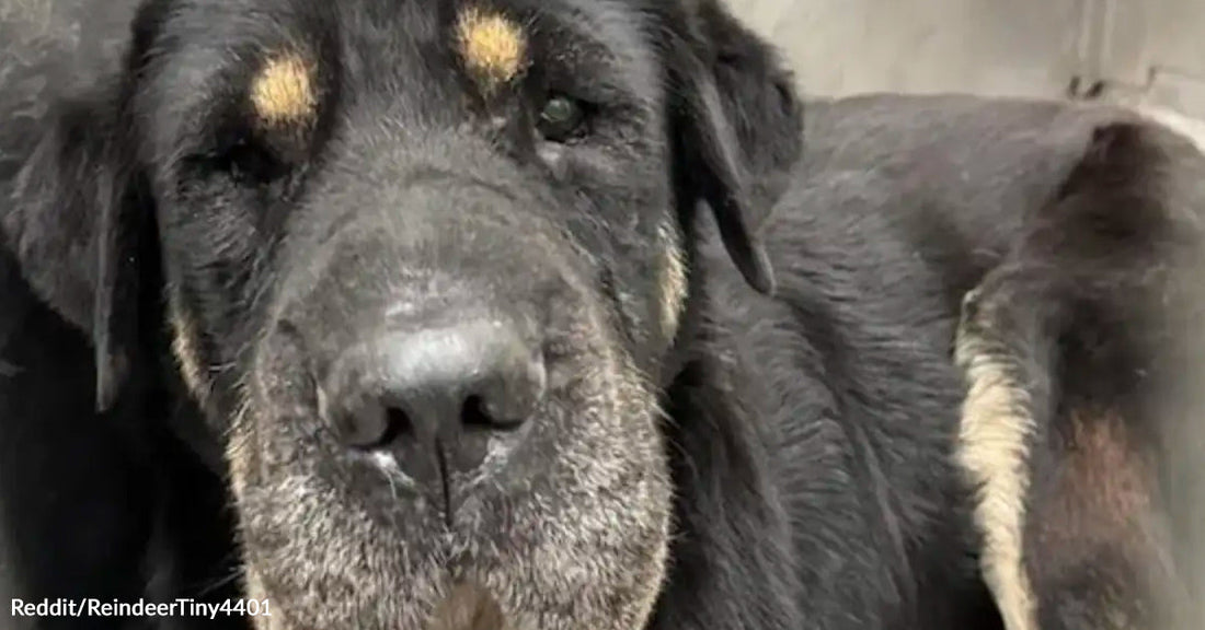 Close-up of an elderly black-and-tan dog with graying fur around its muzzle and gentle eyes.