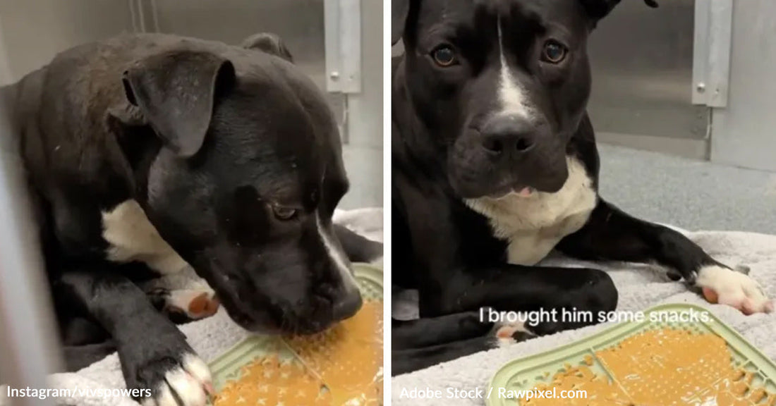 Side-by-side images show a black-and-white shelter dog eating treats in a kennel and then lying beside a snack tray while looking at the camera.