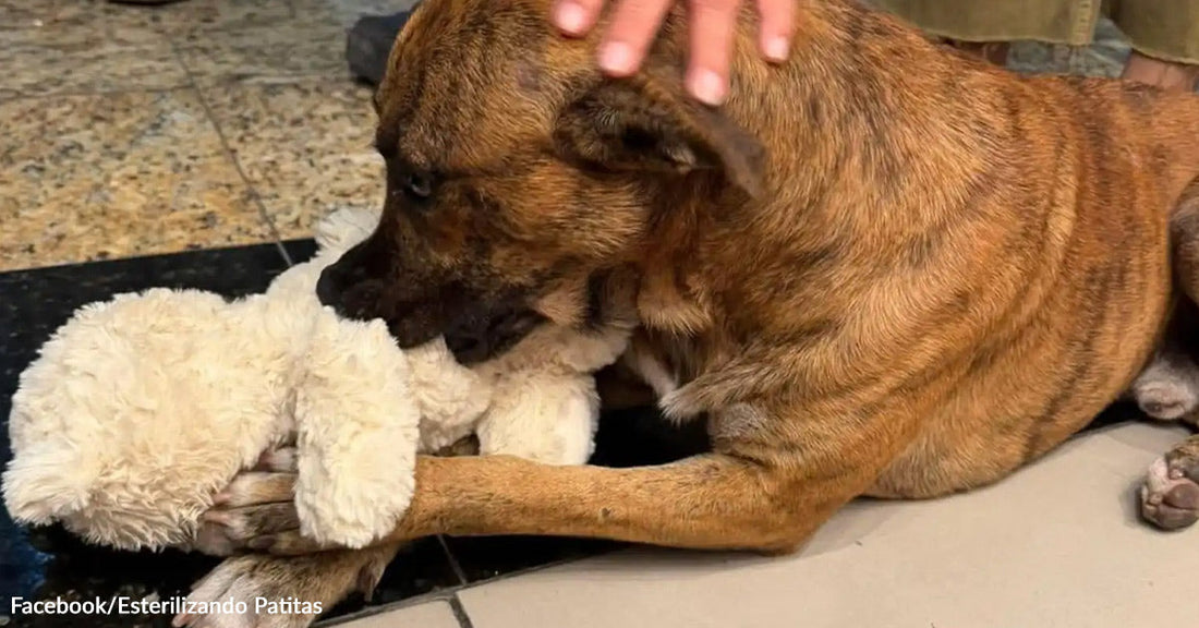 A brown dog playing with a white stuffed animal.