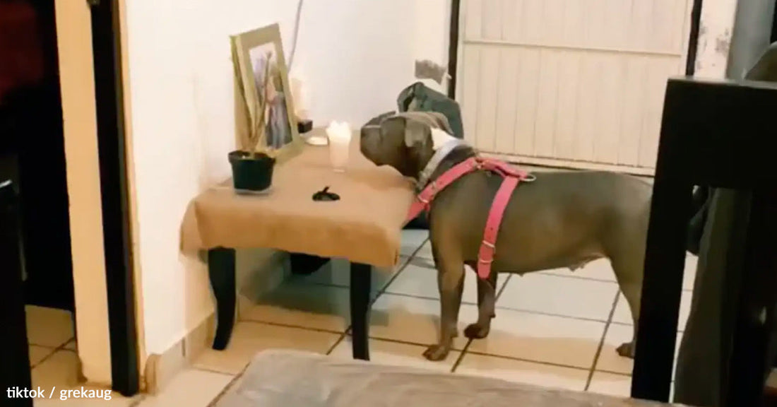 A dog in a harness stands near a table with a framed photo and candle.