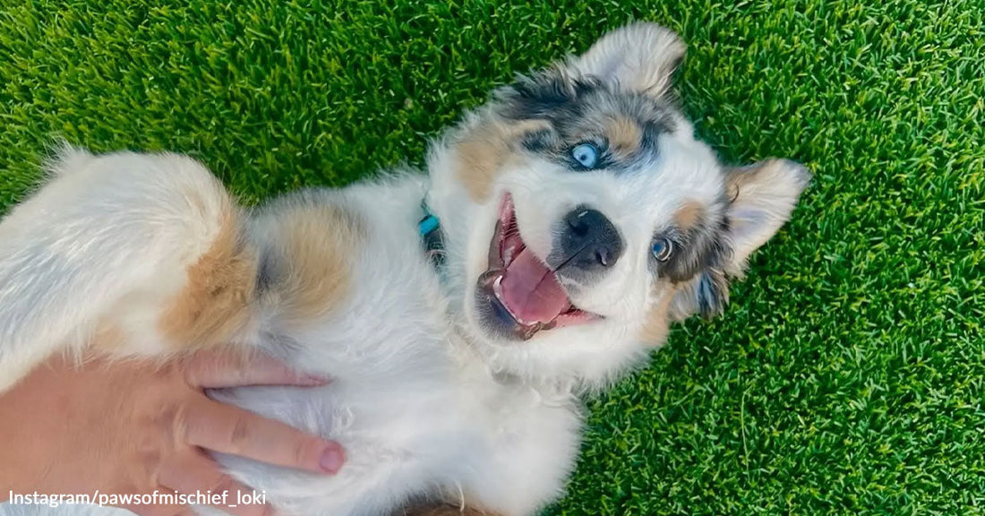 A fluffy puppy with blue eyes lies on its back on bright green grass while a person gently rubs its belly, mouth open in a happy expression.