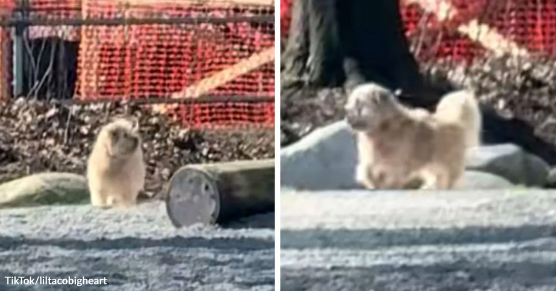 Small fluffy white dog standing outdoors near rocks and orange construction fencing. Small fluffy white dog standing on pavement in bright sunlight, seen from the side.