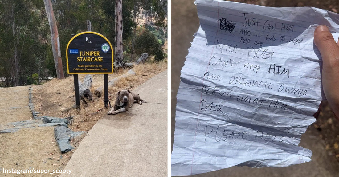 Gray dog lying on a sidewalk beside a trail sign, next to a close-up of a crumpled handwritten note asking for help because the dog cannot be kept.