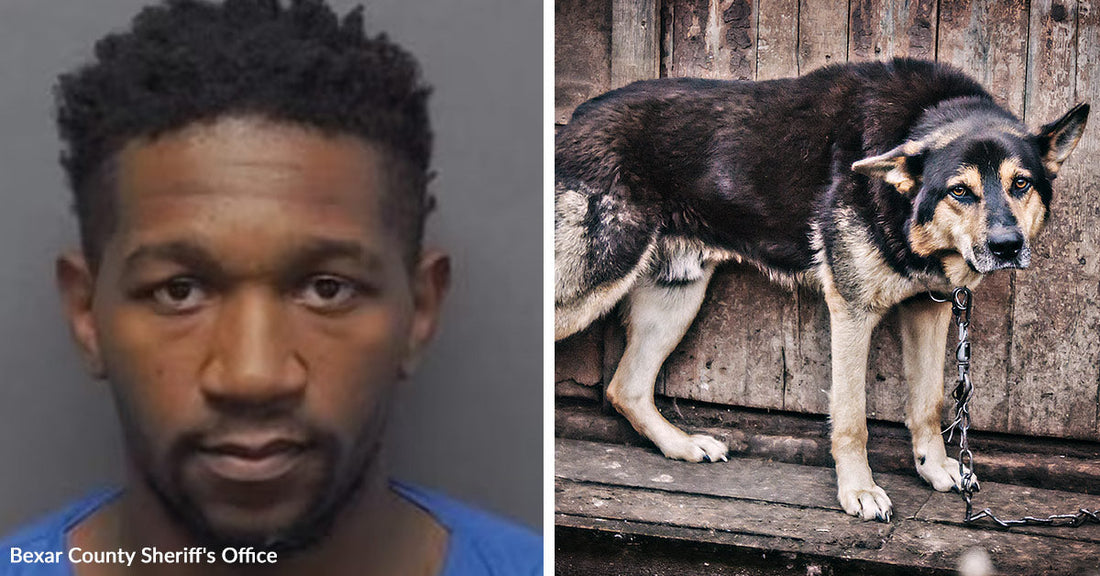Split image of a man’s mugshot and a large dog chained to a wooden structure outdoors.