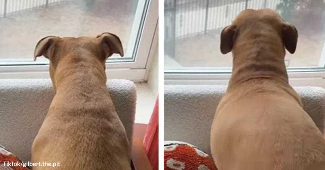 Split-screen showing a tan dog sitting at a window from behind in two similar frames, watching the rainy view outside.