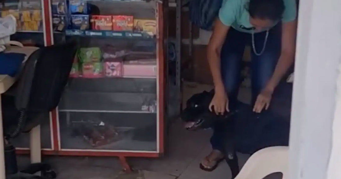 Person bending down to adjust or pet a black dog inside a small shop, with shelves of packaged goods visible behind a glass display case.