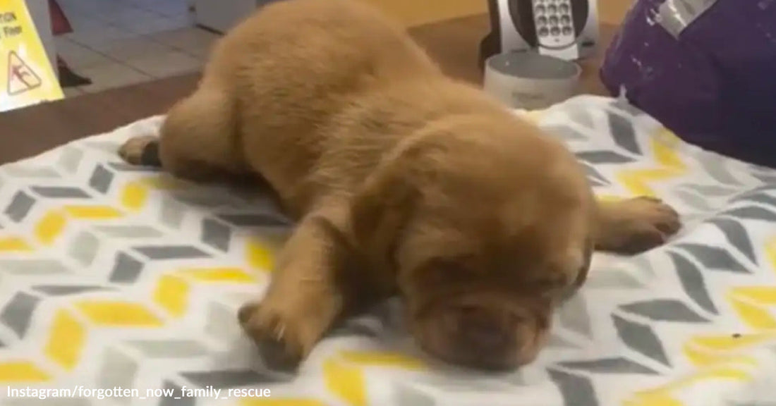 Brown puppy lying on a patterned blanket, resting with eyes closed.