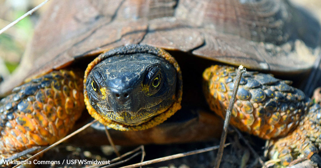 Dogs Join the Fight to Save Michigan’s Disappearing Turtles