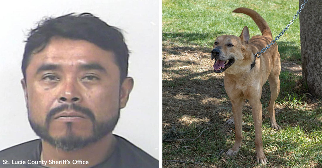 Mugshot of a man with facial hair against a plain background. Tan dog chained to a tree, standing on grass with mouth open and tail raised.