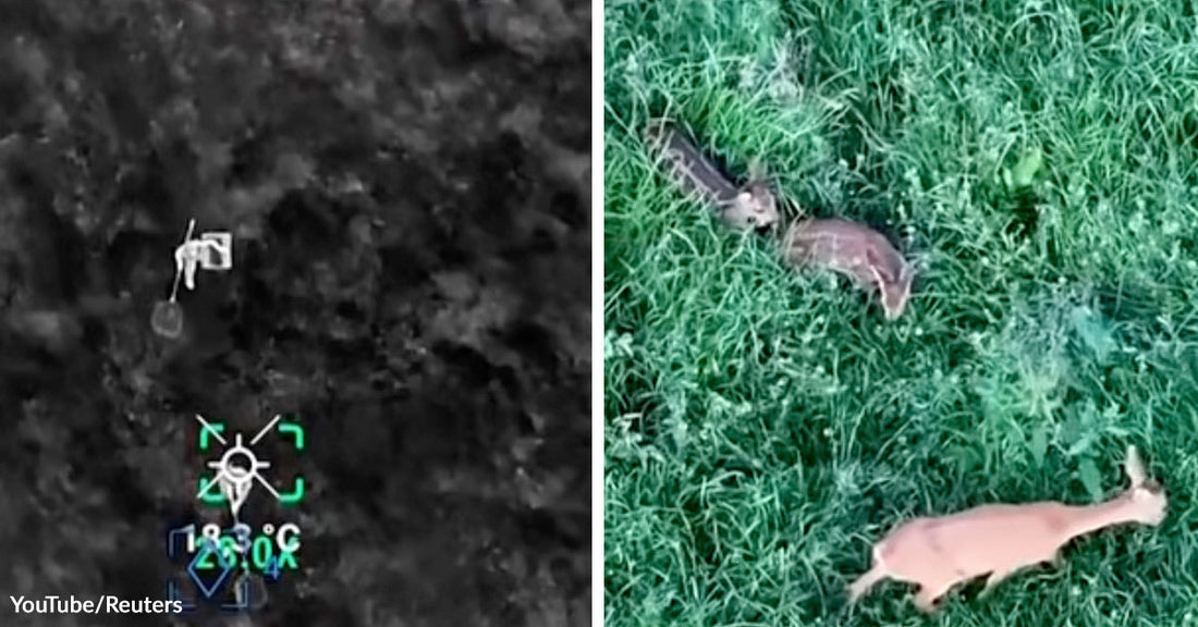 Thermal drone view of a deer in a field alongside an aerial view of multiple deer moving through grass.