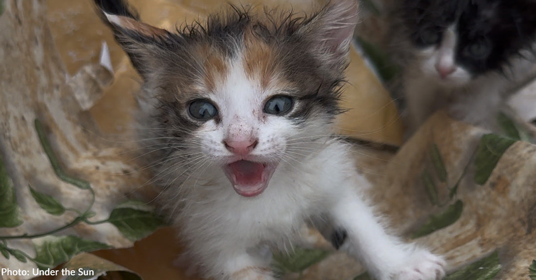 From a Dumpster to Safety: The Rescue of Tiny Kittens in Ukraine