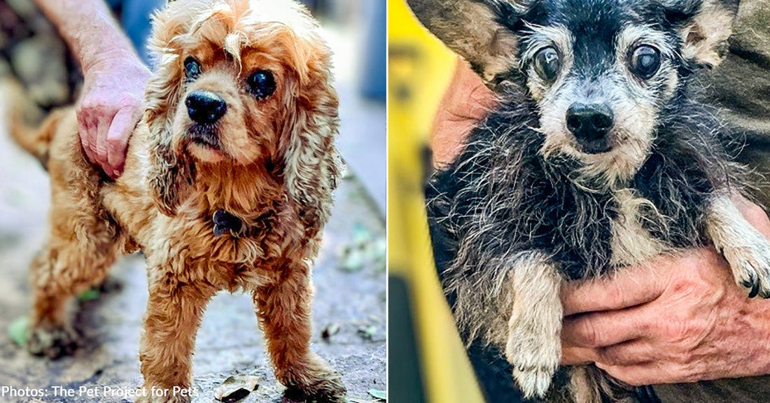 32 Neglected Dogs Rescued from Hoarding Case in Florida Need Urgent Medical Care