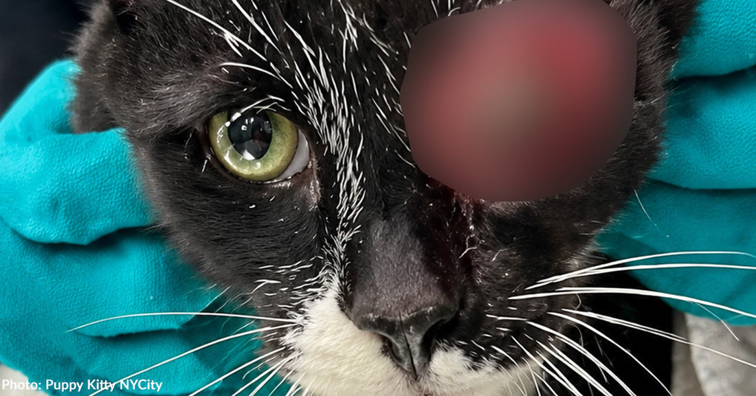 black and white cat with protruding eye at vet clinic