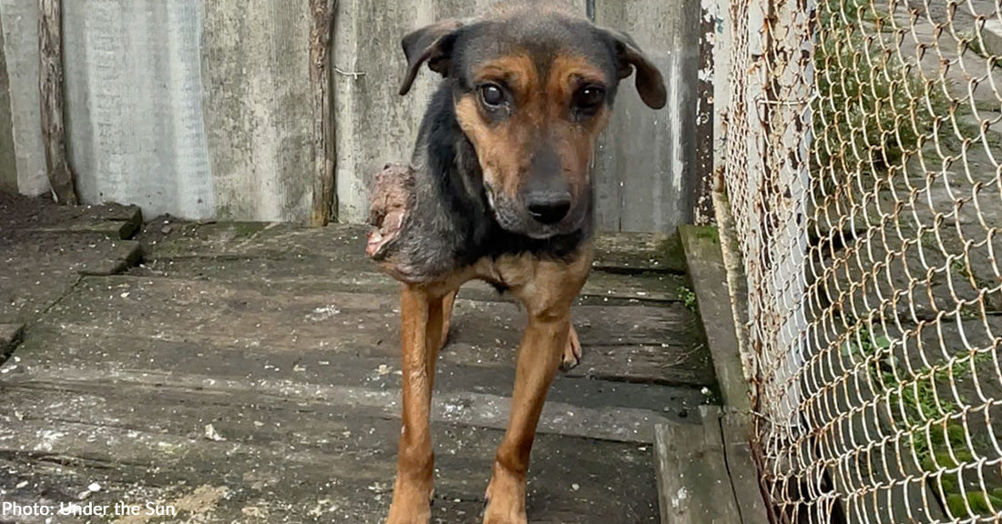 Dog with sad eyes and injury on shoulder stands on wooden surface near a fence.